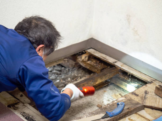 Mold Removal and Inspection in Mayfield, OH