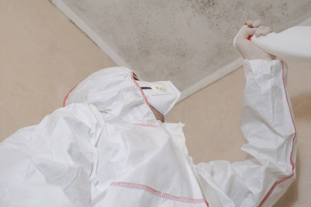 Professional Mold Removal in Mayfield, OH