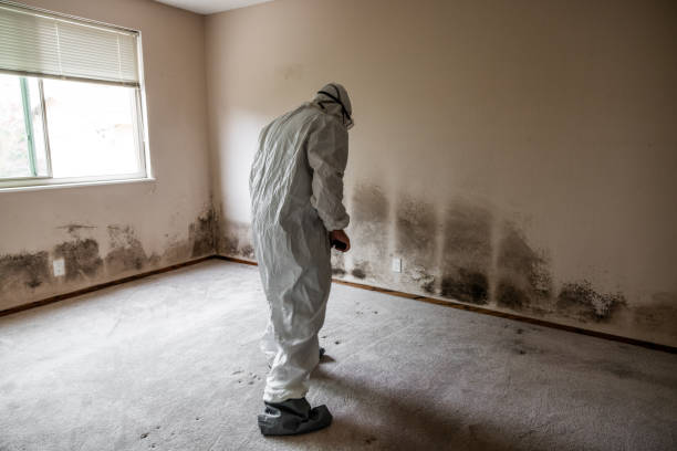 Best Mold Damage Repair  in Mayfield, OH