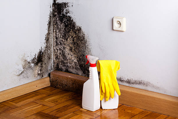 Best Fast Mold Removal  in Mayfield, OH