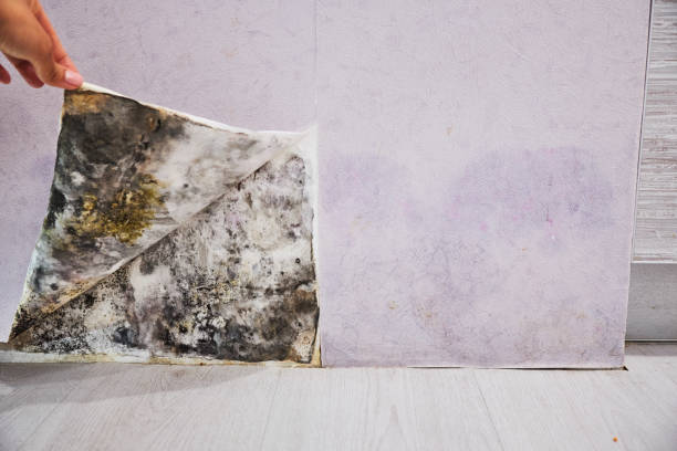 Best Crawl Space Mold Removal  in Mayfield, OH